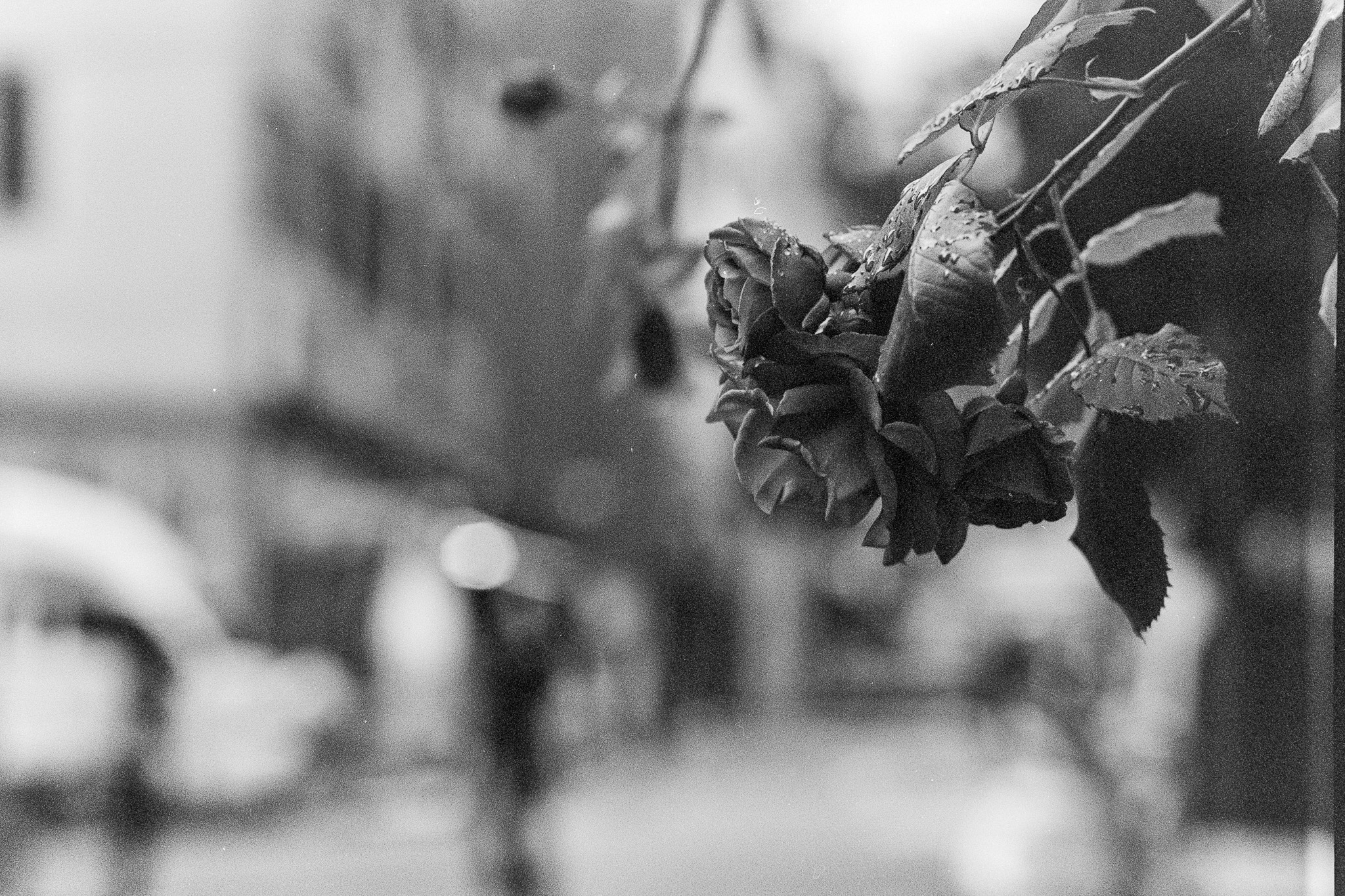 Leica M3